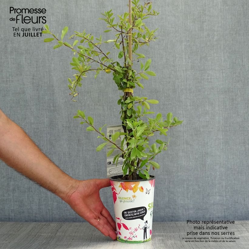 Spécimen de Pyracantha coccinea Saphyr Jaune - Buisson ardent   Pot de 2L/3L tel que livré en été