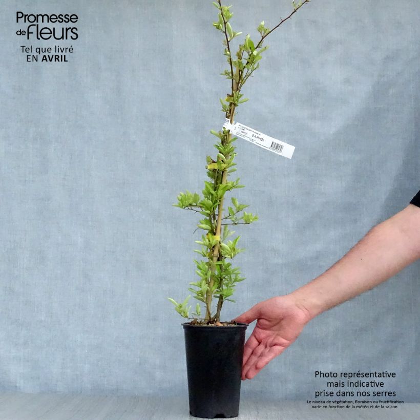 Spécimen de Pyracantha coccinea Saphyr Jaune - Buisson ardent   Pot de 2L/3LHauteur livrée env. 50/60cm tel que livré au printemps