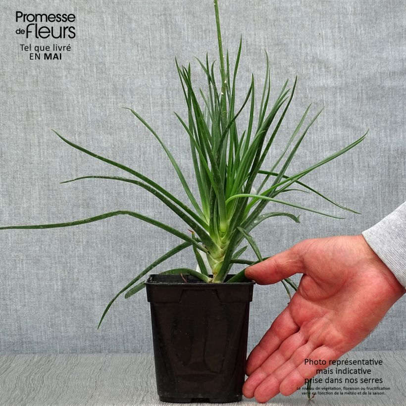 Spécimen de Bulbine frutescens - Bulbine jaune - Pot de 1L/1.5L tel que livré au printemps