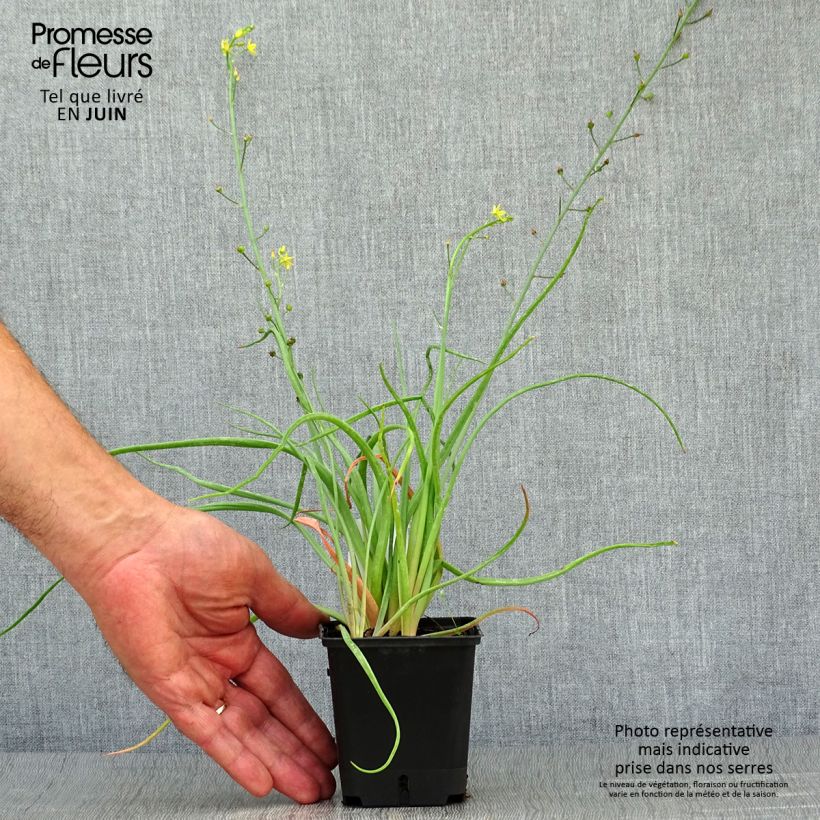Spécimen de Bulbine frutescens - Bulbine jaune Godet de 8/9 cm tel que livré en été