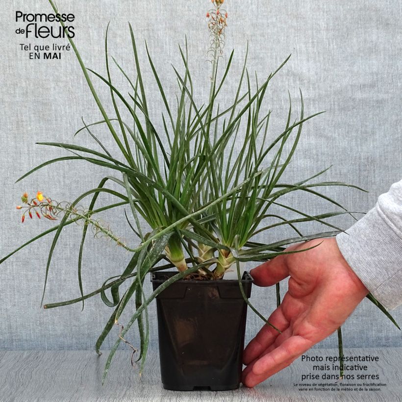 Spécimen de Bulbine frutescens Hallmarck - pot de 1L/1.5L tel que livré au printemps