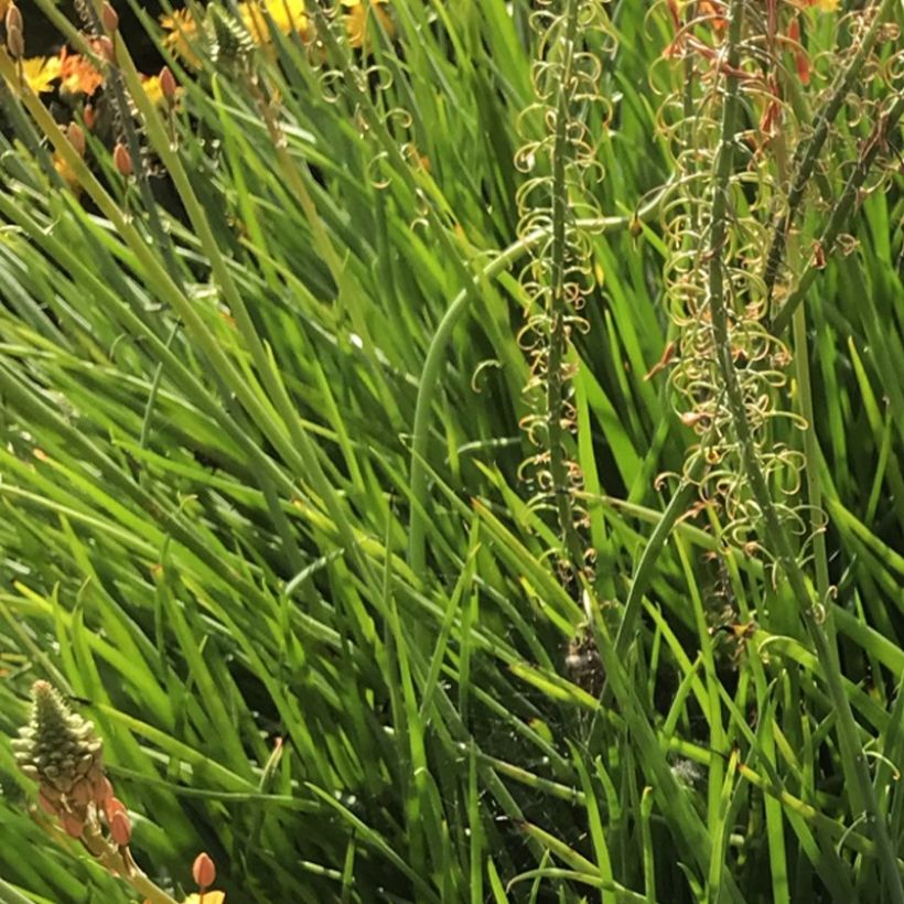 Bulbine frutescens Hallmarck (Feuillage)