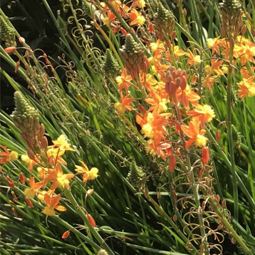 Bulbine frutescens Hallmarck (Floraison)