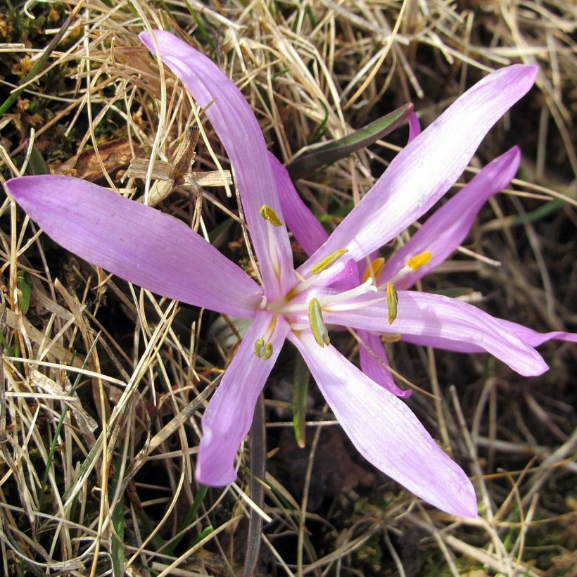 Bulbocodium vernum - Bulbocode printanier (Floraison)