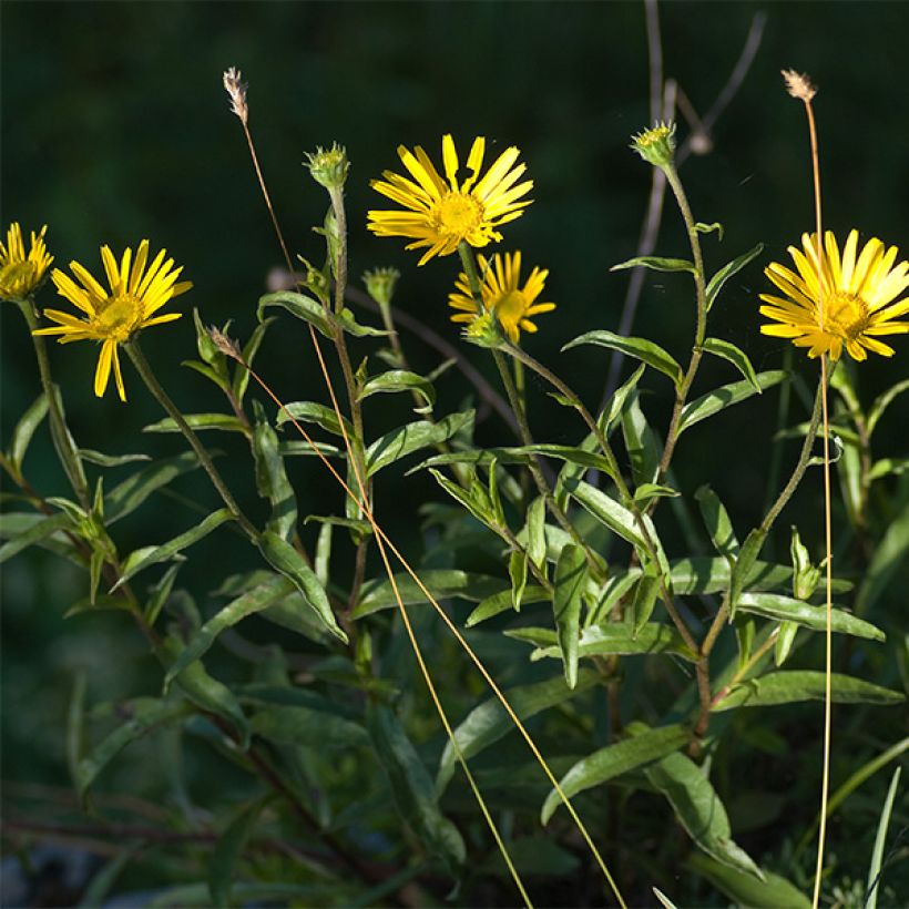 Buphthalmum salicifolium Alpen Gold (Floraison)