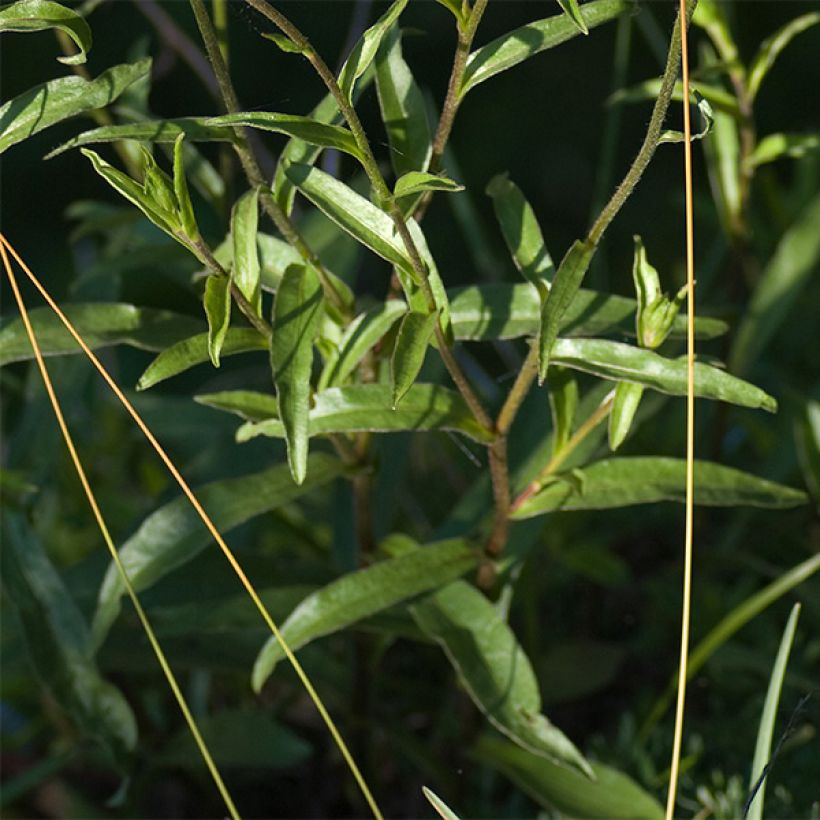Buphthalmum salicifolium Dora (Feuillage)