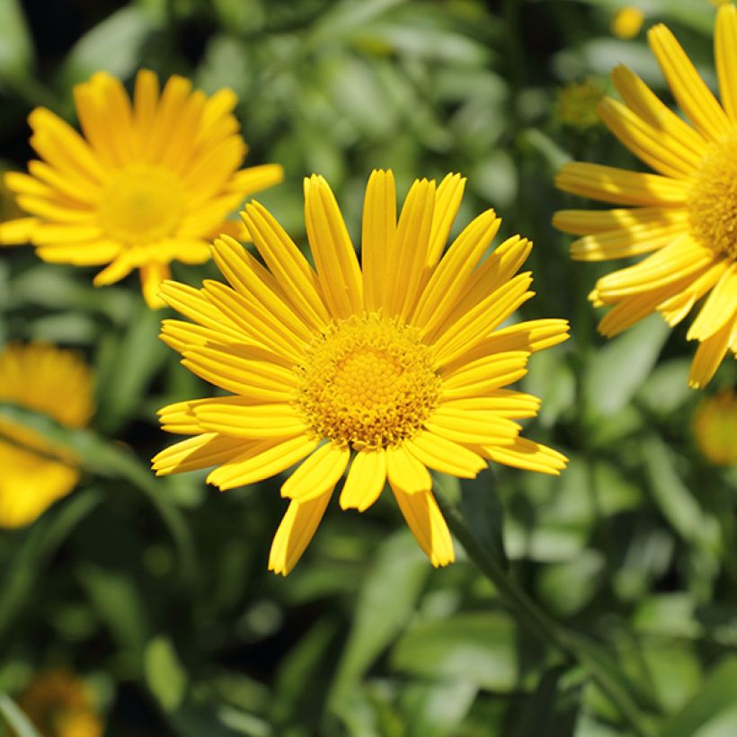 Buphthalmum salicifolium Dora (Floraison)