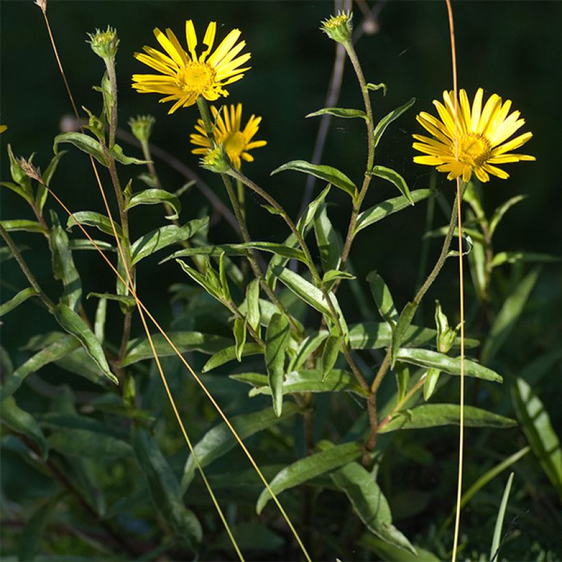 Buphthalmum salicifolium Dora (Port)