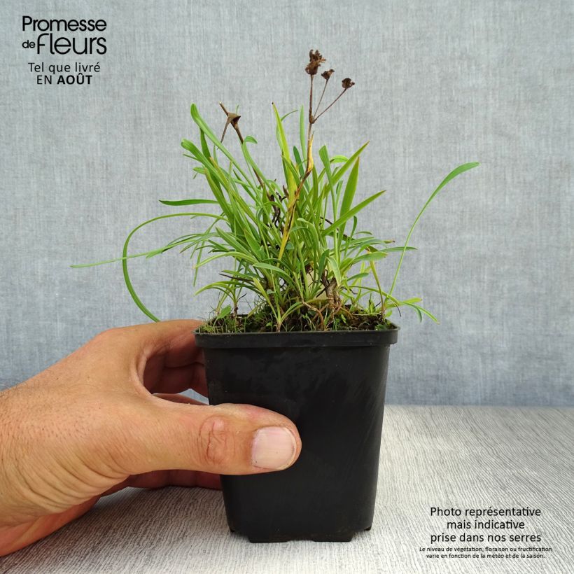 Spécimen de Bupleurum falcatum - Buplèvre en faux Godet de 8/9 cm tel que livré en été