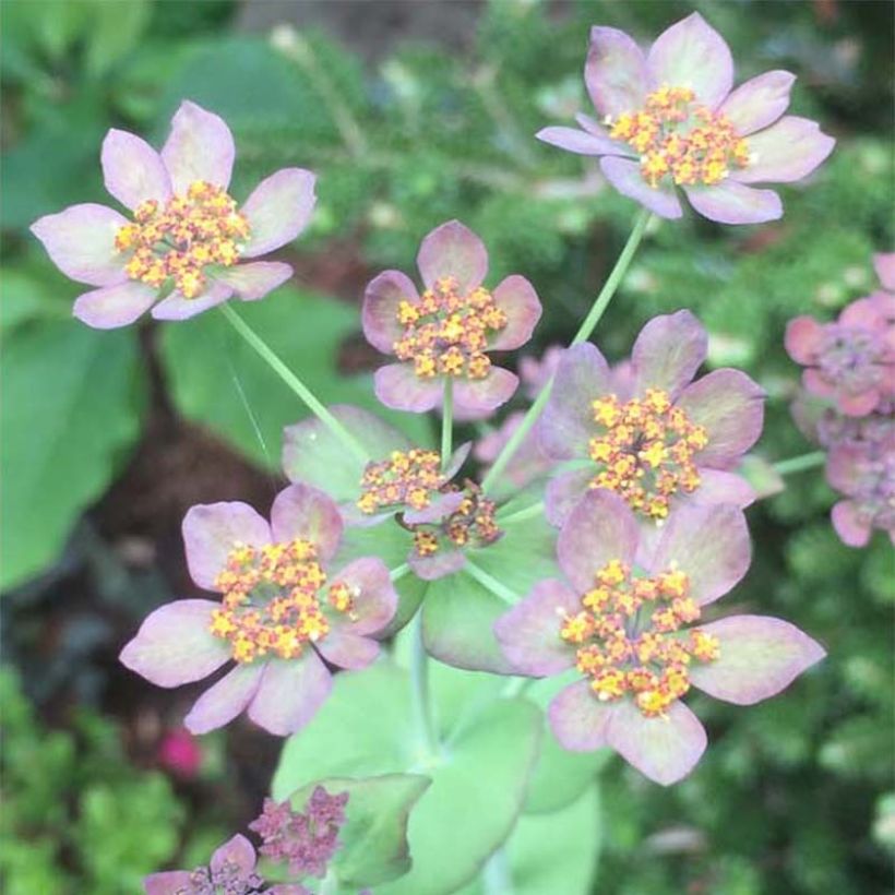 Bupleurum longifolium Bronze Beauty - Buplèvre à feuilles allongées (Floraison)