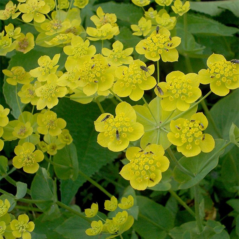 Buplèvre, Bupleurum longifolium ssp. aureum (Floraison)