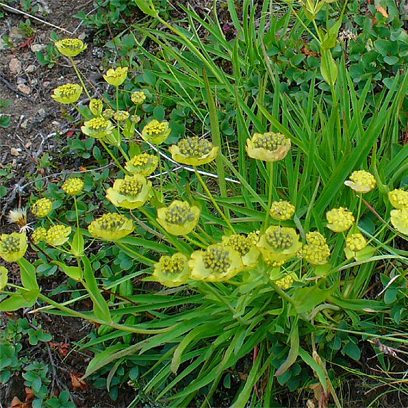 Buplèvre, Bupleurum ranunculoïdes (Port)