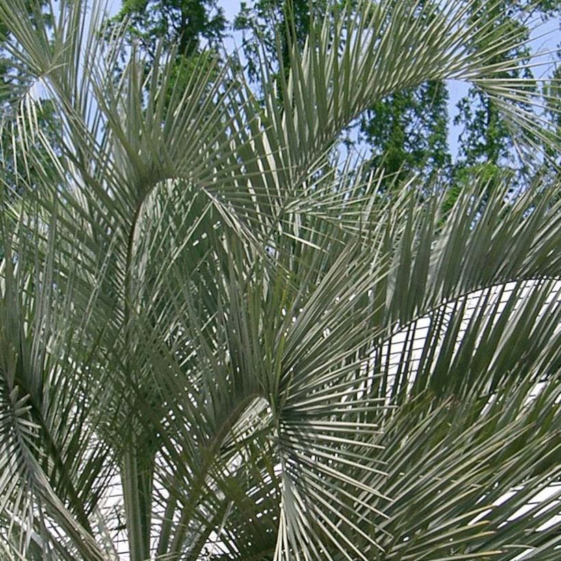 Palmier à vin - Butia capitata (Feuillage)
