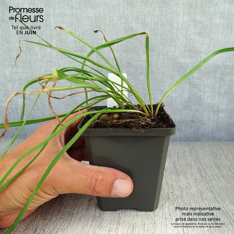 Spécimen de Butomus umbellatus - Jonc fleuri Godet de 8/9 cm tel que livré en été