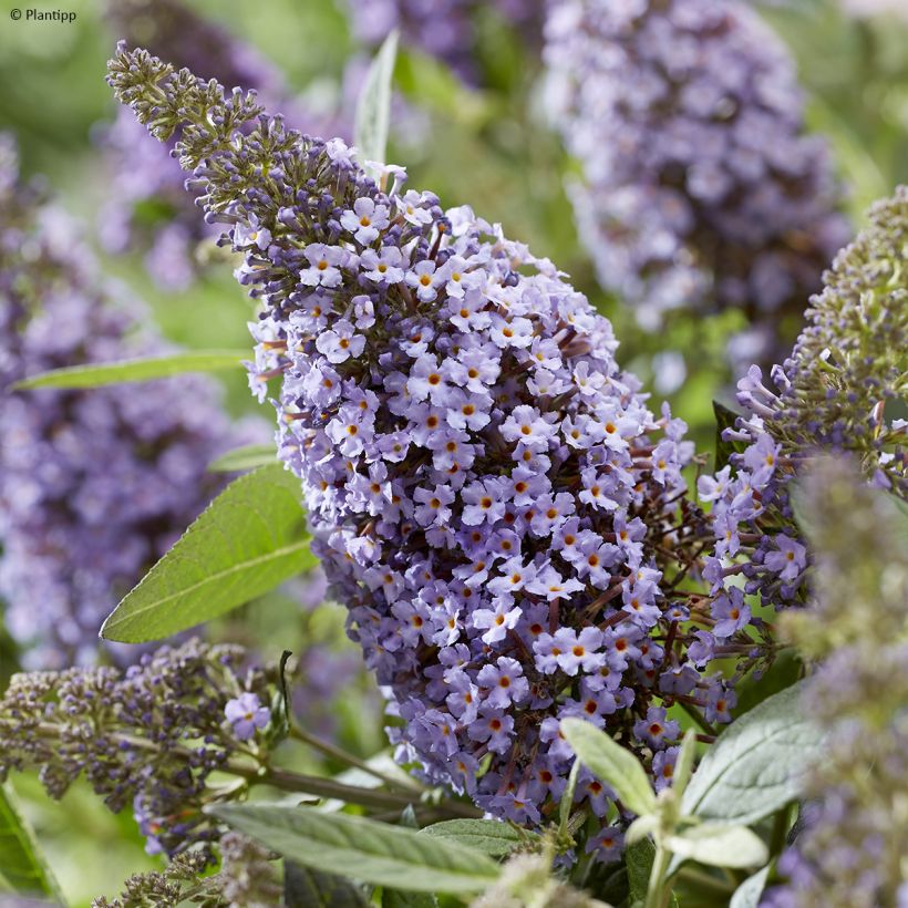 Buddleja davidii Butterfly Candy Lila Sweetheart - Arbre aux papillons nain (Floraison)