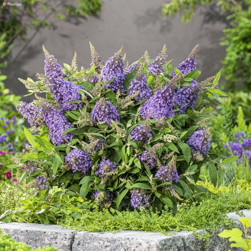 Buddleja davidii Butterfly Candy Lila Sweetheart - Arbre aux papillons nain (Port)