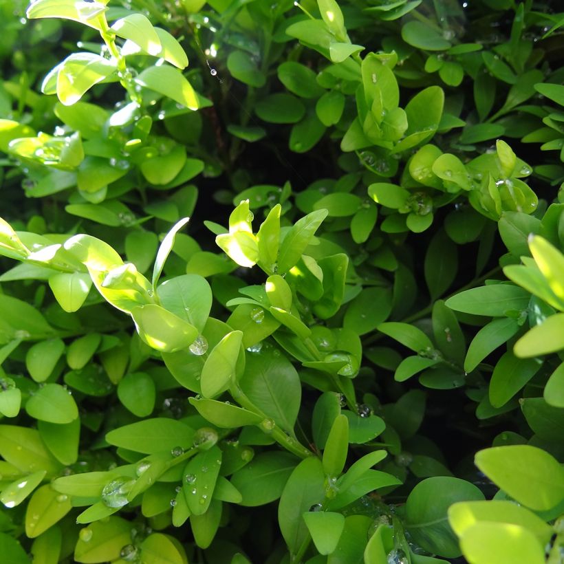 Buxus sempervirens Arborescens - Buis commun (Feuillage)