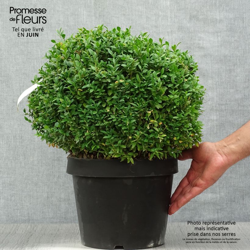 Spécimen de Buxus sempervirens Arborescens - Buis commun Pot de 7,5L/10L, Boule 30/35cm de diamètre tel que livré en été