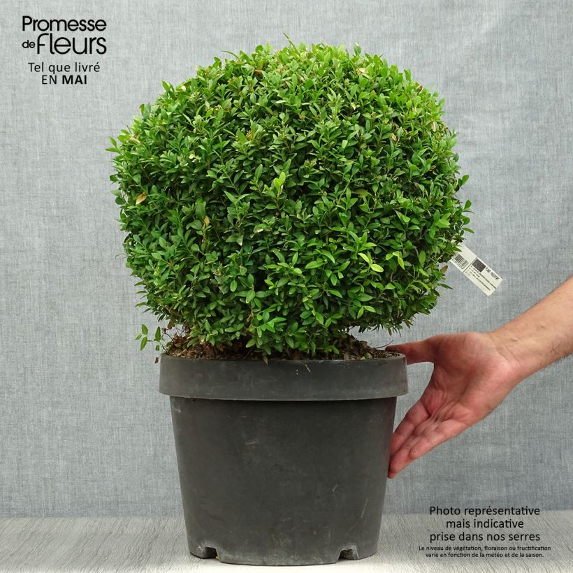 Spécimen de Buxus sempervirens Arborescens - Buis commun tel que livré au printemps