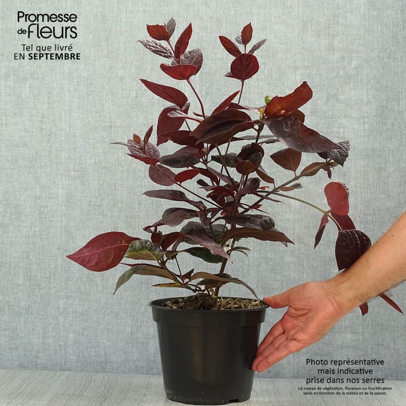 Spécimen de Calycanthus floridus Burgundy Spice - Arbre aux anémones Pot de 4L/5L tel que livré en automne