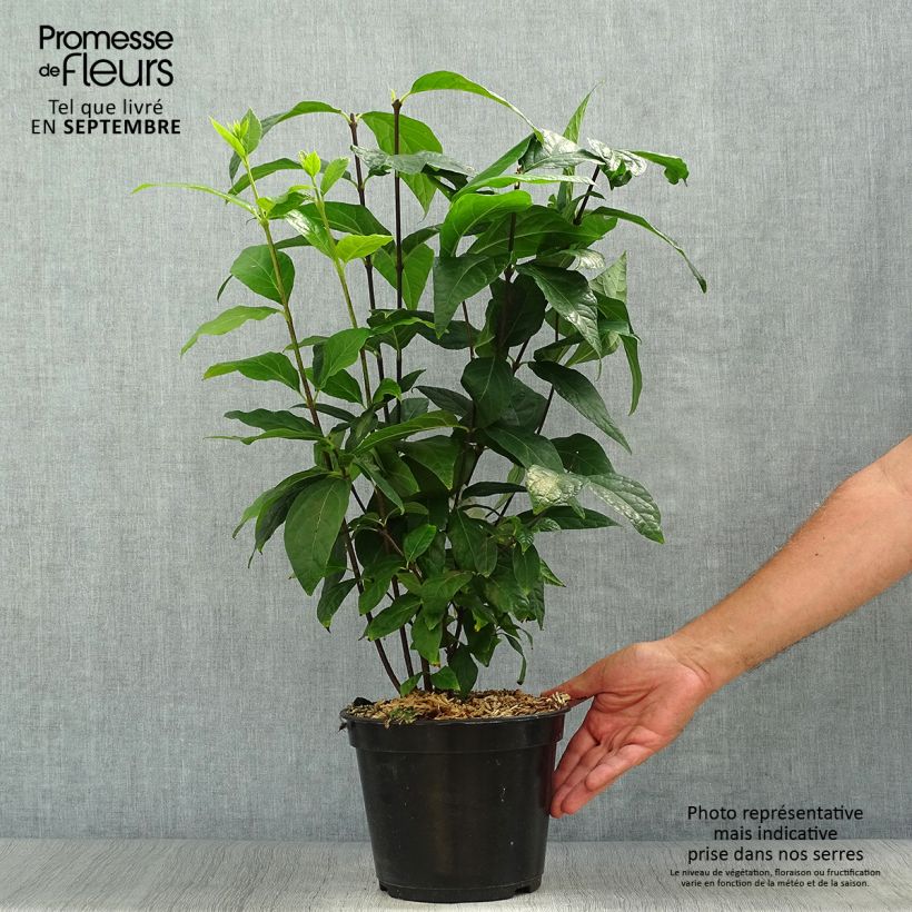 Spécimen de Calycanthus Michael Lindsay - Arbre aux anémones tel que livré en automne