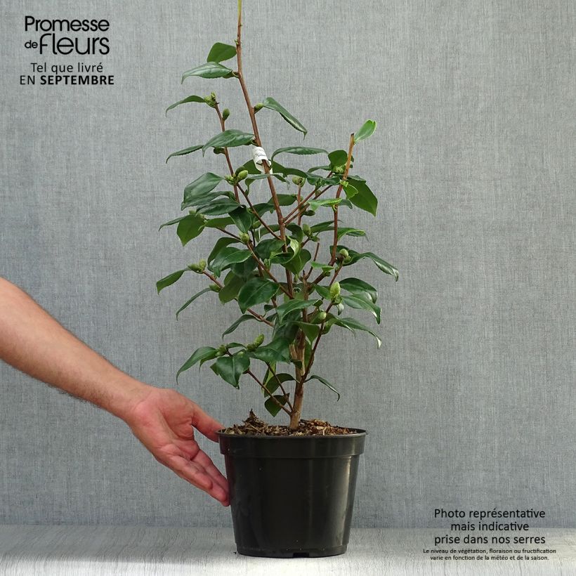 Spécimen de Camelia Fuji - Camellia japonica de Higo Pot de 4L/5L tel que livré en automne