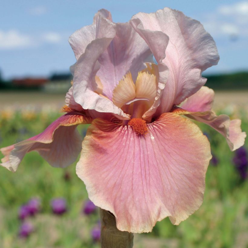 Iris germanica Cameo wine (Floraison)