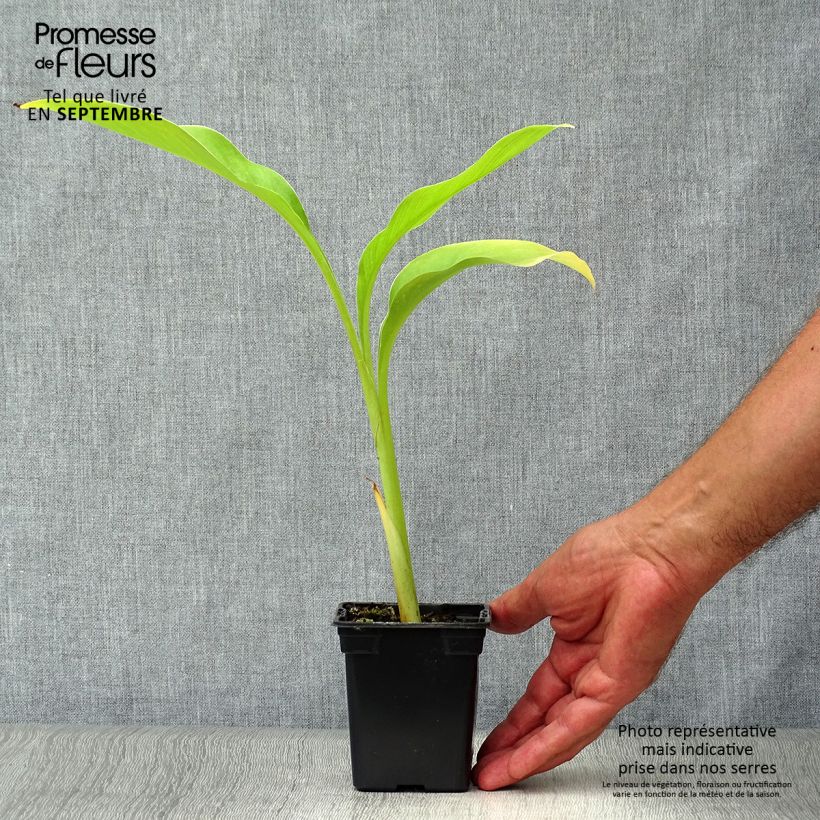 Spécimen de Canna edulis - Canna comestible, Balisier rouge en godet de 8 cm tel que livré en automne