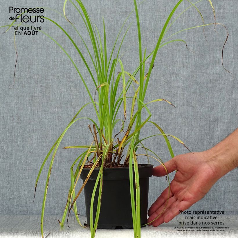 Spécimen de Carex grayi - Laîche massue Pot de 2L/3L tel que livré en été