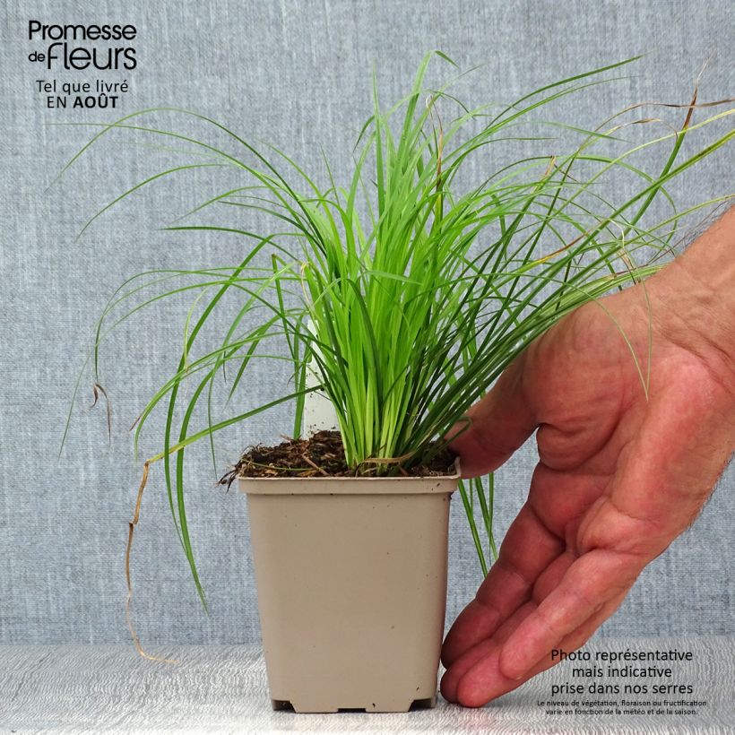 Spécimen de Carex montana - Laîche des montagnes Godet de 8/9 cm tel que livré en été