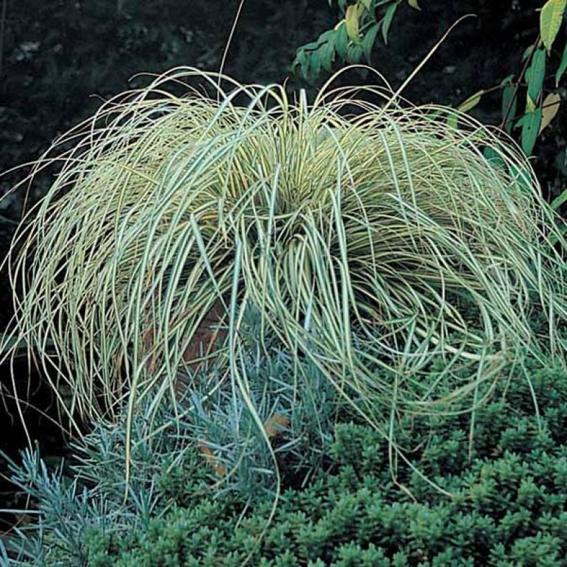 Carex oshimensis Evergold  (Port)