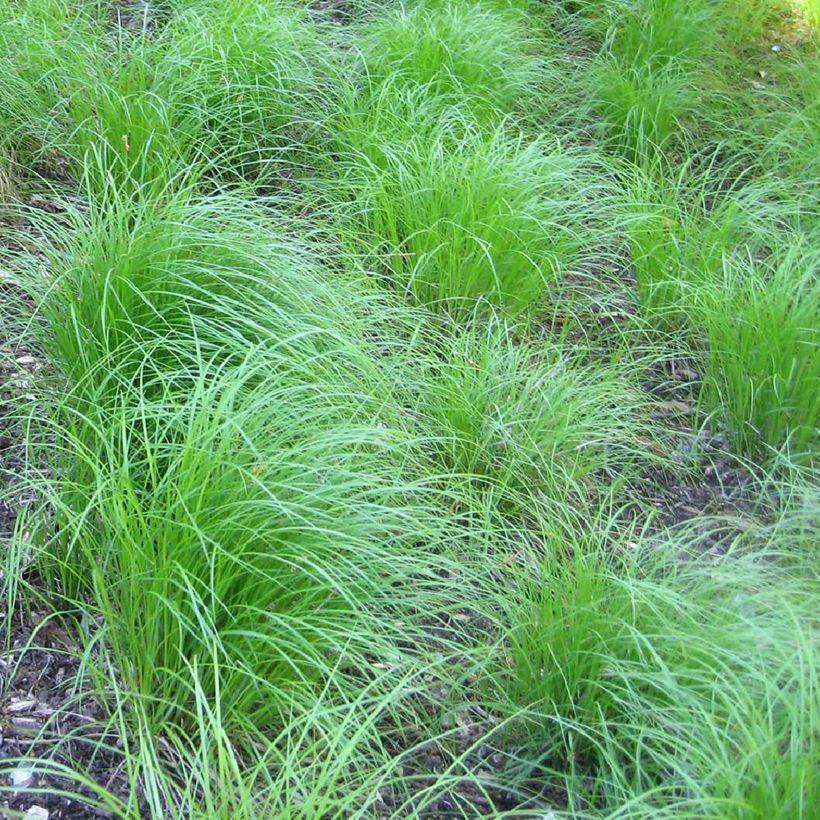 Carex pensylvanica - Carex ou Laîche de Pennsylvanie (Port)