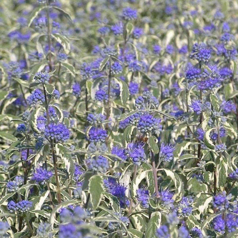 Caryopteris White Surprise - Spirée bleue, Barbe-bleue (Floraison)