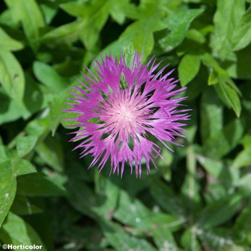 Centaurée, Centaurea pulcherrima (Floraison)