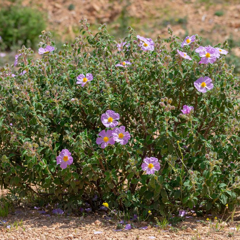 Cistus albidus - Ciste cotonneux (Port)