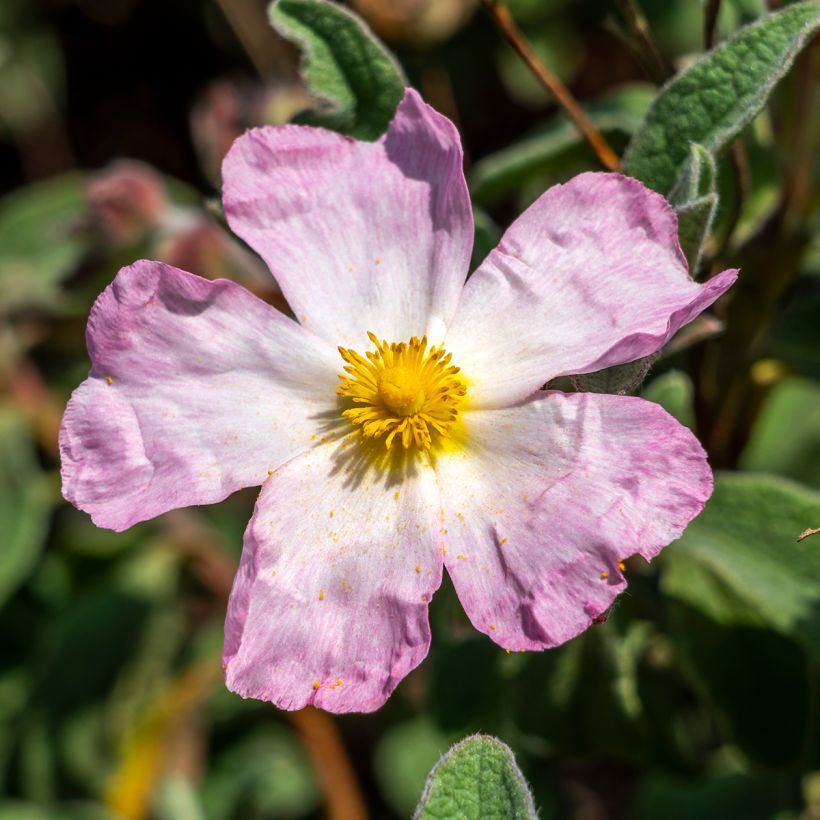 Cistus Grayswood Pink - Ciste hybride (Floraison)