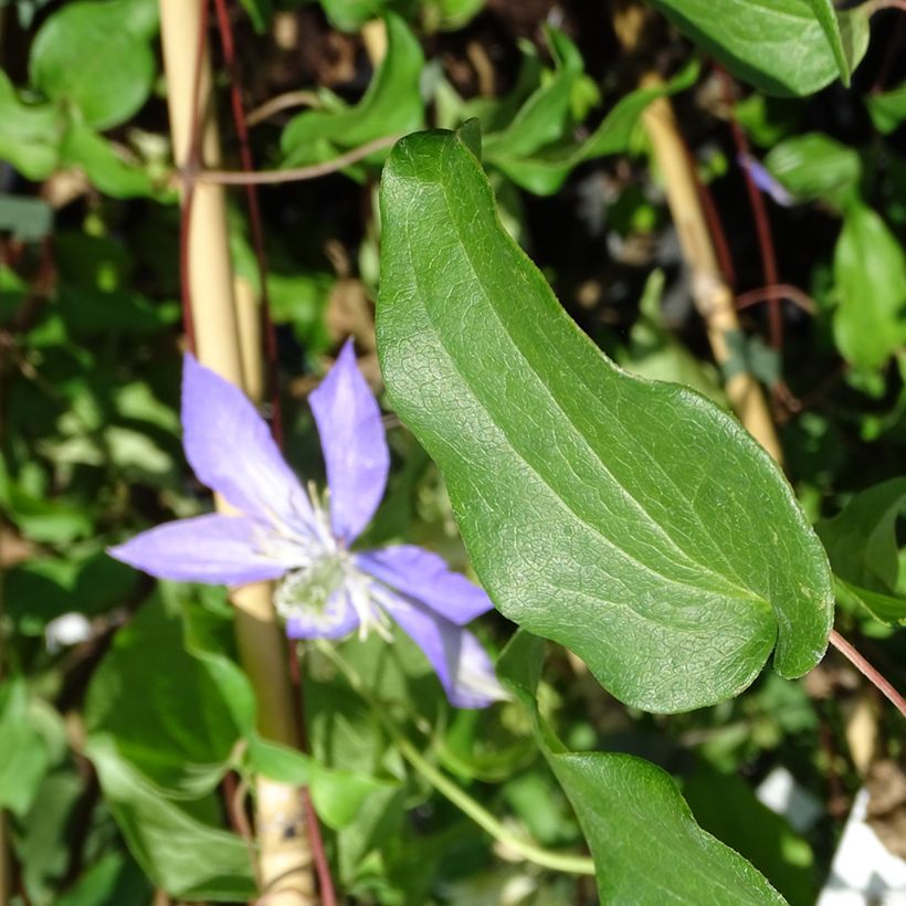 Clématite - Clematis Lasurstern (Feuillage)