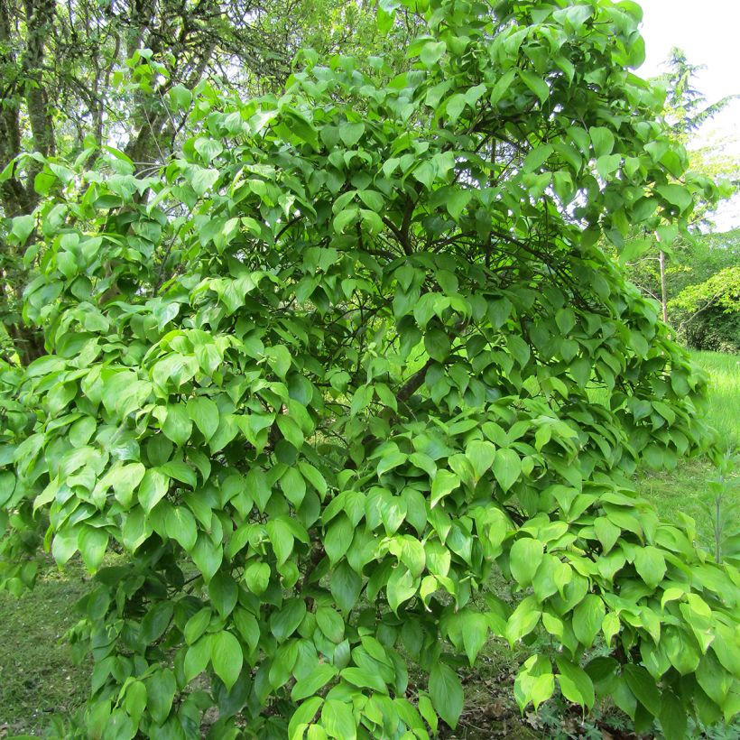 Cornus kousa Weaver's Weeping (Weaver) - Cornouiller du Japon (Port)