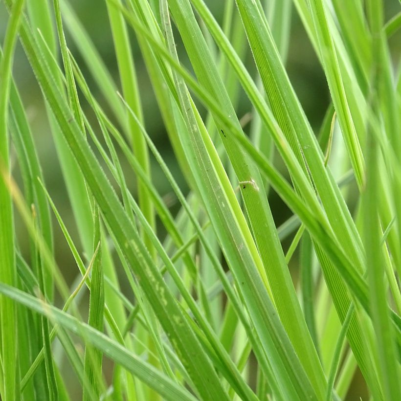 Cortaderia selloana Tiny Pampa - Herbe de la pampa (Feuillage)