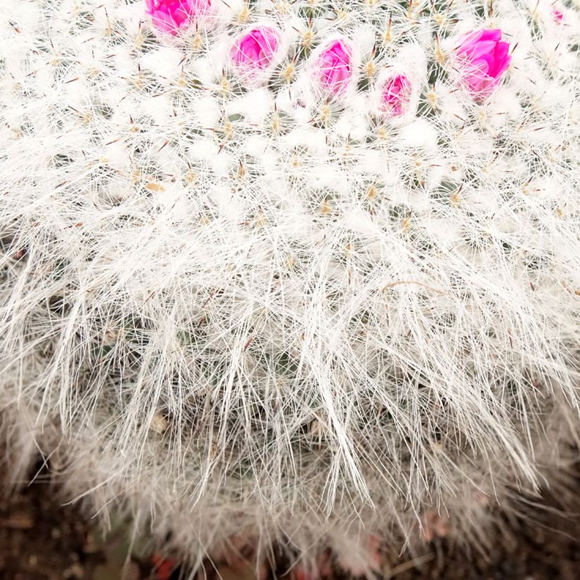 Cactus - Mammillaria hahniana (Feuillage)