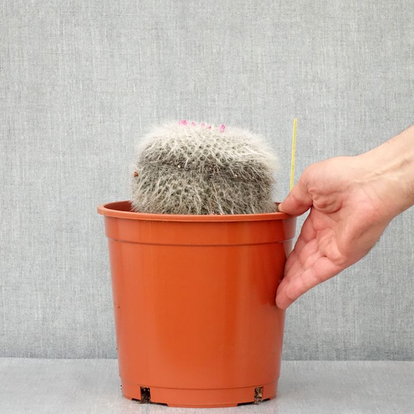Spécimen de Cactus - Mammillaria hahniana Pot de 4L/5L, 14/16 diamètre tel que livré au printemps