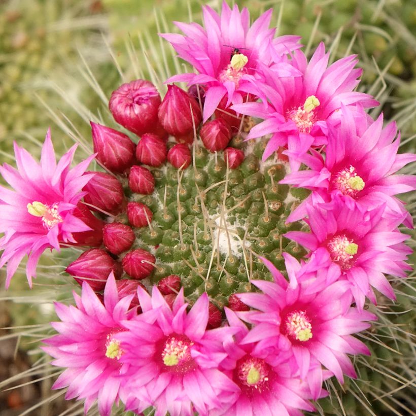 Cactus - Mammillaria Un Pico (Floraison)