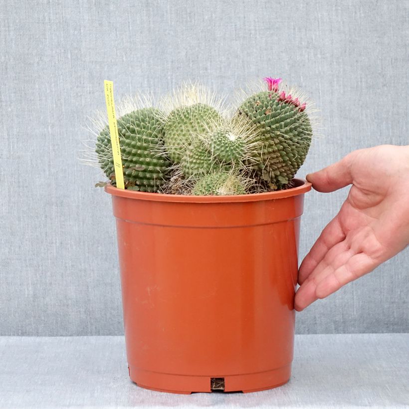 Spécimen de Cactus - Mammillaria Un Pico - Pot de 4L/5L tel que livré au printemps