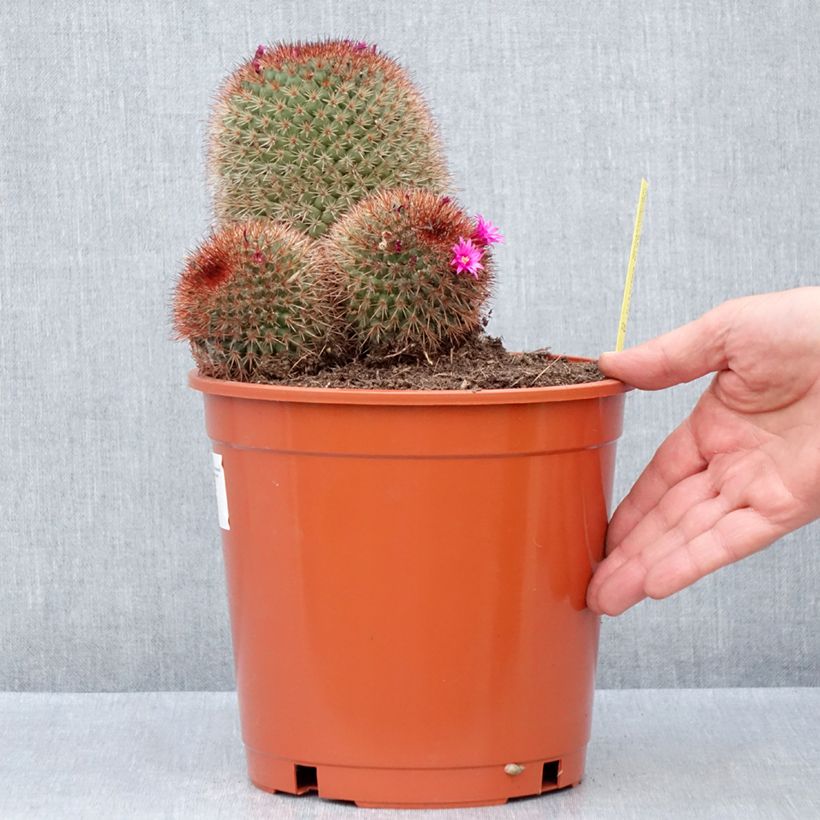 Spécimen de Cactus - Mammillaria ernestii var. rubrispina - Pot de 4L/5L tel que livré au printemps