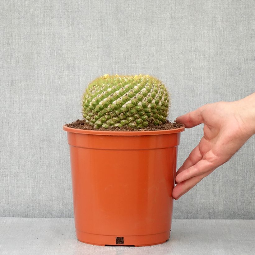 Spécimen de Cactus - Mammillaria marksiana Pot de 4L/5L, 14/16 diamètre tel que livré au printemps