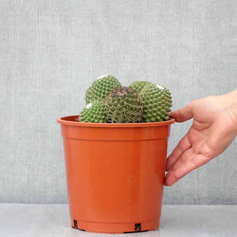 Spécimen de Cactus - Mammillaria Toluca Pot de 4L/5L, 18/20 diamètre tel que livré au printemps