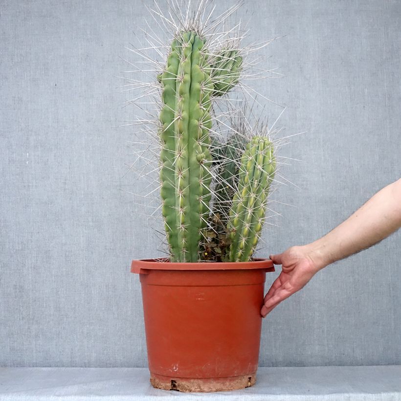Spécimen de Cactus - Stetsonia coryne Pot de 12L/15L tel que livré au printemps