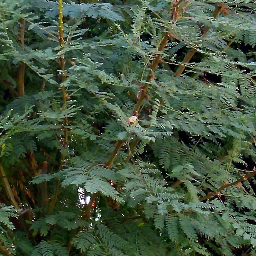 Caesalpinia gilliesii - Petit flamboyant (Feuillage)