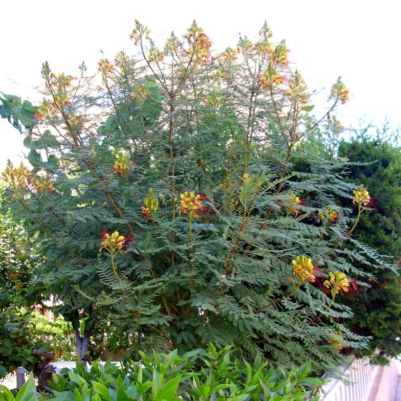 Caesalpinia gilliesii - Petit flamboyant (Port)