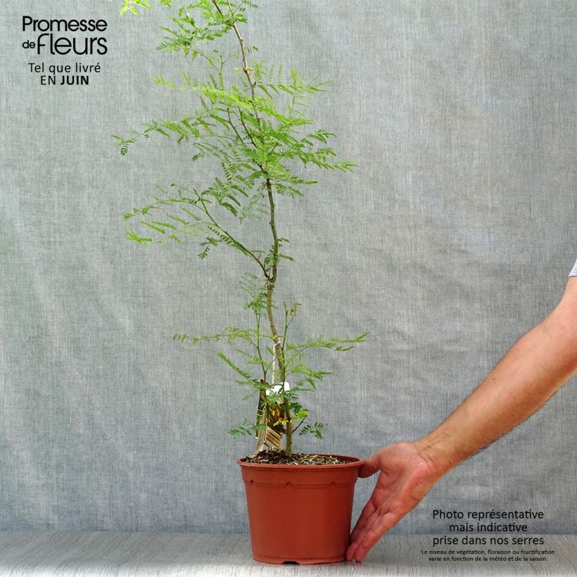 Spécimen de Caesalpinia gilliesii - Petit flamboyant Pot de 2L/3L tel que livré en été
